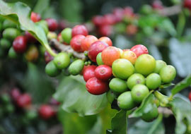 Die Kaffeepflanzen Arabica und Robusta im Vergleich